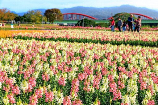 北市河濱花海年假不停歇 萬花齊放迎春節