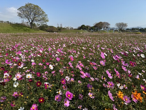 蛇年好去處 中市后里環保公園大波斯花朵盛開