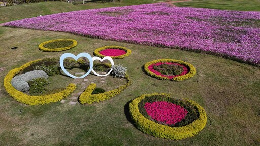 蛇年好去處 中市后里環保公園大波斯花朵盛開