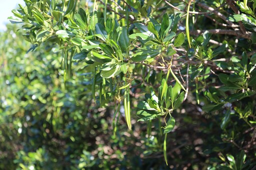 候鳥聚集高峰 新北推到挖子尾自然保留區賞鳥