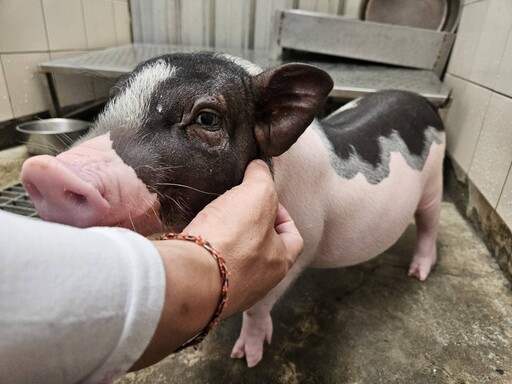 新北動保籲飼養麝香豬前三思 終養不棄養