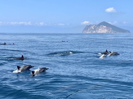 龜山島鯨艷再現 3月1日開放登島