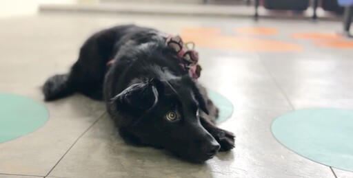 從浪犬到狗老師 打造人與動物共好的療癒藍圖