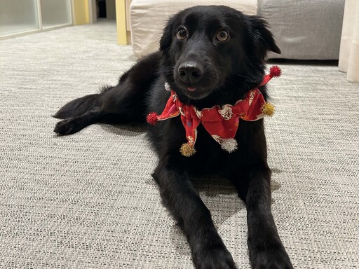 從浪犬到狗老師 打造人與動物共好的療癒藍圖