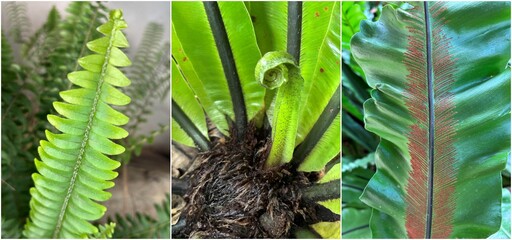 探索台灣蕨類王國歷史 典藏植物園蕨對好看
