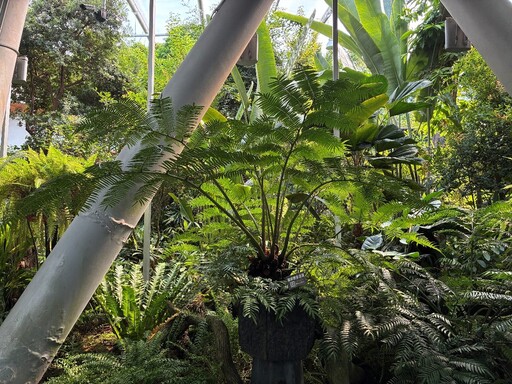 探索台灣蕨類王國歷史 典藏植物園蕨對好看
