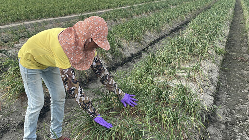 溪湖新住民勤耕韭菜花田 用雙手摘出雙學霸