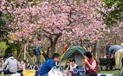 新竹市政府舉辦春節光環境藝術燈節丨為市民帶來視覺盛宴