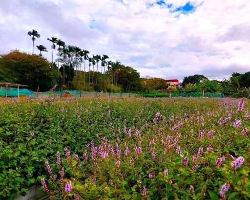 紫色浪漫仙樂園丨竹縣關西仙草節12月7日盛大登場