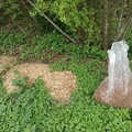 瀕危植物「馬甲子」 重現田野無毒栽培盼政府加大扶植