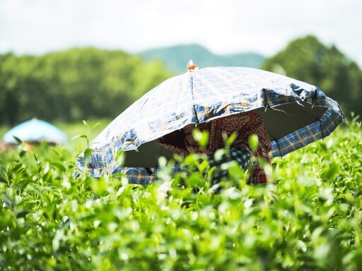 紅烏龍茶成中秋送禮新寵 永續茶禮香飄佳節