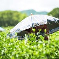紅烏龍茶成中秋送禮新寵 永續茶禮香飄佳節