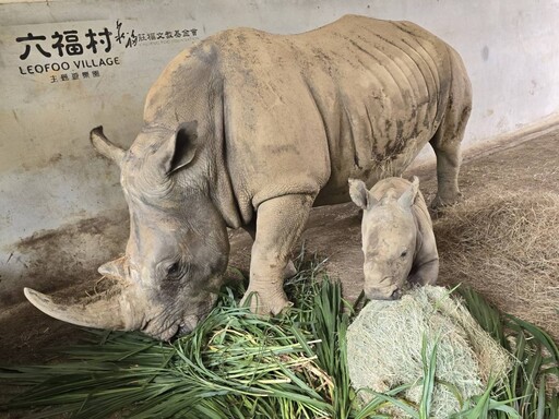 世界犀牛日迎喜訊！ 六福村白犀牛寶寶「花枝丸」滿月萌樣曝光
