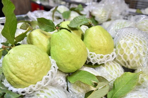 社頭織襪芭樂觀光節開幕 邀全國民眾相揪買襪子、吃芭樂