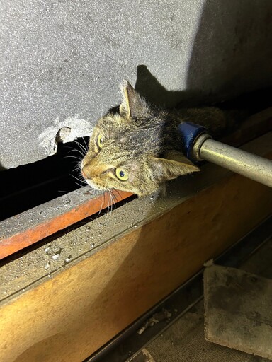 貓咪困牆間 新北動保員動用工具突破銀行壁 成功解救萌寵