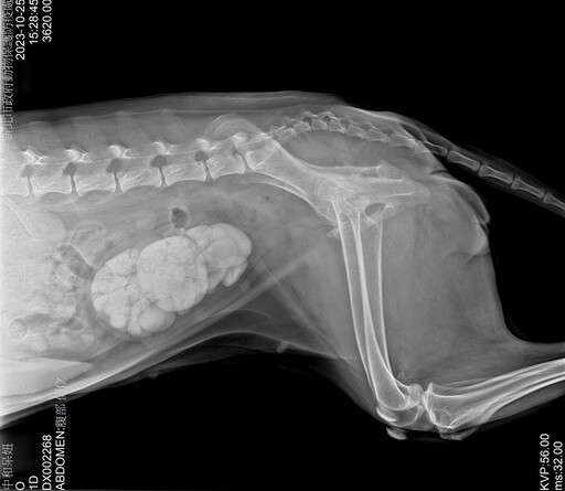 混種母犬罹患膀胱結石 新北動物之家成功手術救治 現期待有心人收養呆妞
