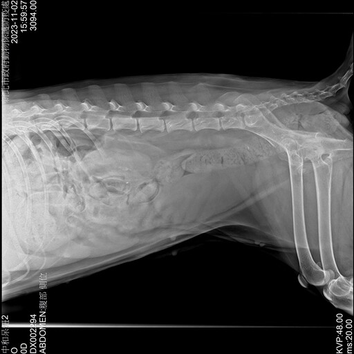 混種母犬罹患膀胱結石 新北動物之家成功手術救治 現期待有心人收養呆妞