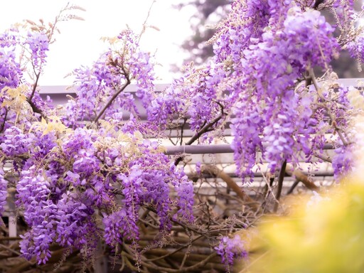 紫藤花、櫻花、山茶花接力綻放 到嘉義縣賞花正是時候