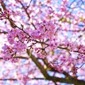 紫藤花、櫻花、山茶花接力綻放 到嘉義縣賞花正是時候