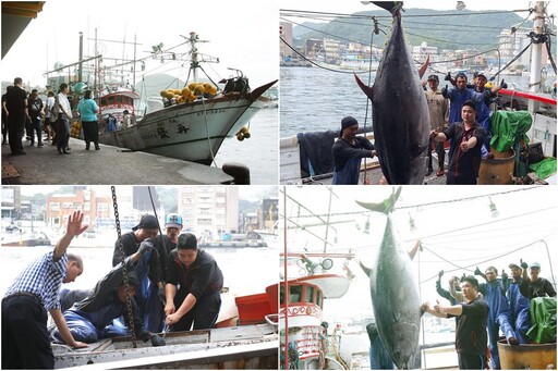 黑鮪季拔頭籌 蘇澳漁船捕獲全國第一鮪 重269公斤正待價而沽