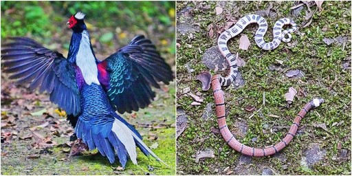 用鏡頭看鳥事∕攝影師拍攝生態遇強震 鳥驚蛇現全入鏡