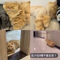 網友曝「自家小貓奇妙怪癖」又愛又恨 引貓奴共鳴：我家也是!