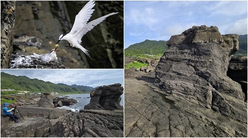 影音∕蒼燕鷗在險峻礁岩育雛 大溪漁港再掀賞鳥熱