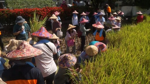 影音/稻米進入收割季 宜蘭市農會舉辦農村體驗割稻樂