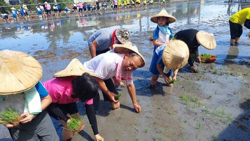 影音/社頭鄉農會推動食農教育 學童擔著傳統割稻飯體驗傳統插秧