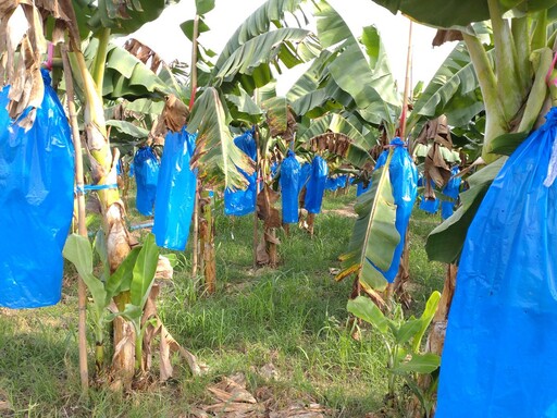 中度颱風「凱米」即將來襲 中區農改場籲農友提前做好作物防颱準備