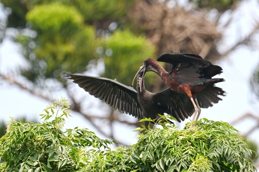 「彩䴉」在台灣台南市首見育雛有可能成為台灣「鳥類新住民」