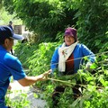 移除小花蔓澤蘭 守護環境荷包滿