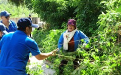 移除小花蔓澤蘭 守護環境荷包滿