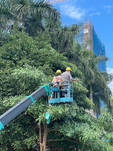 新北市綠意守護者 樹木保護委員會召開 推動樹木遷植與保護計畫
