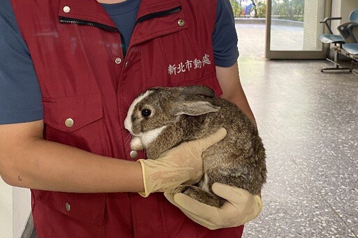 逃逸、棄養問題多 新北動保處推非犬貓寵物飼養指引 養前必學