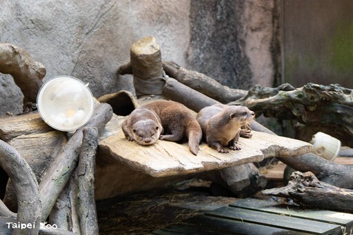 廢棄漂流木再利用 打造臺北市立動物園生態友善設施