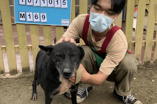 延長生命守護 新北市推出流浪動物長期照護與尊嚴善終