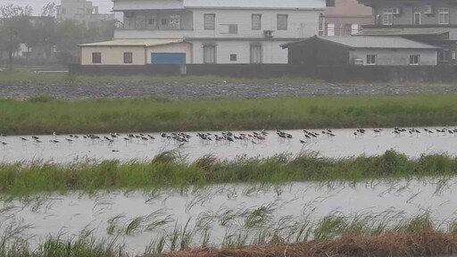 影音/康芮颱風登陸 高蹺鴴奮戰強風