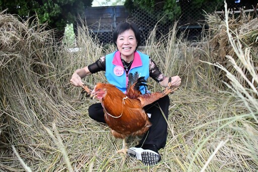 吉安閹雞秤重、踢毽子競賽 熱鬧非凡