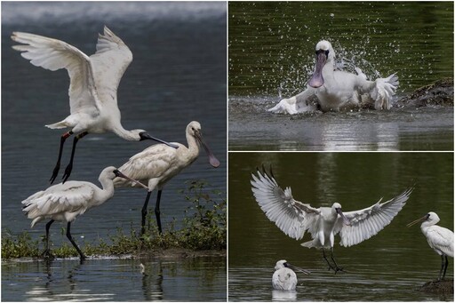 影音∕這裡有鳥事∕嬌客飛臨 黑琵再為蘭陽添鳥趣