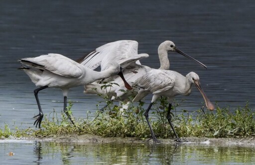 影音∕這裡有鳥事∕嬌客飛臨 黑琵再為蘭陽添鳥趣