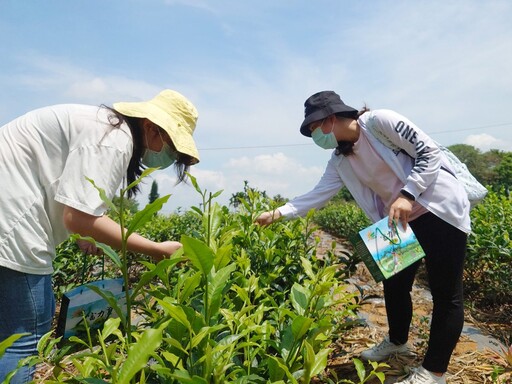 影音/大葉推動竹山茶產業發展 獲教育部大學社會責任計畫獎助