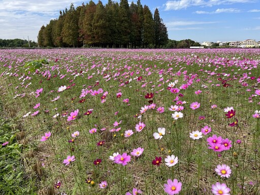 員林市南區公園旁營造繽紛花海 大波斯菊花田綻放農田新活力