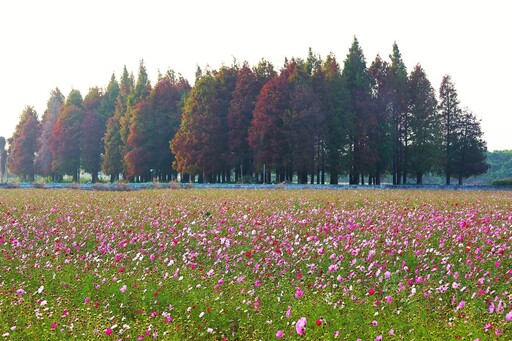 員林市南區公園旁營造繽紛花海 大波斯菊花田綻放農田新活力