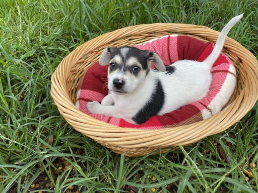 彰化縣認養公立動物收容所犬隻 提供終身免費疫苗注射及血液檢查服務