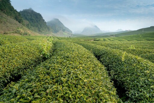 品茶入門指南 紅茶、烏龍茶、高山茶，帶你進入台灣茶的世界！