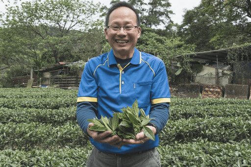 深坑茶香四溢 黃土水領軍奪特等獎 包種茶正值最佳品嚐季