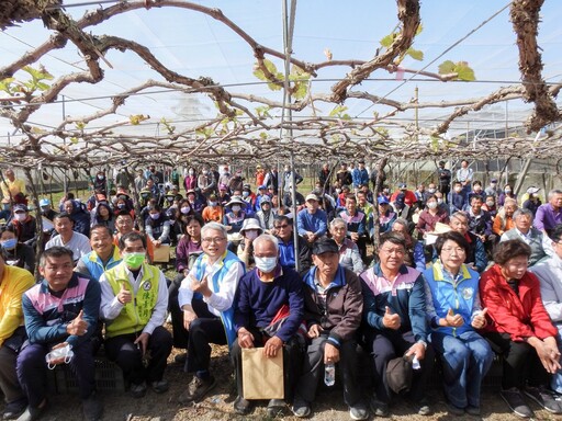 中區農改場推廣葡萄優化氰滿素催芽技術 葡萄生產沒煩惱