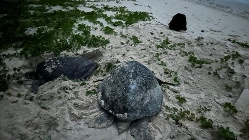 影音/海龜寶寶出生熱點 南沙太平島綠蠵龜卵窩數創新高