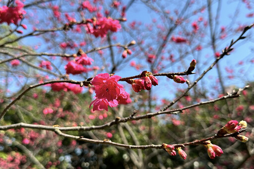 桃園賞櫻去 環保局精選3大公園 美景、空氣品質一次滿足